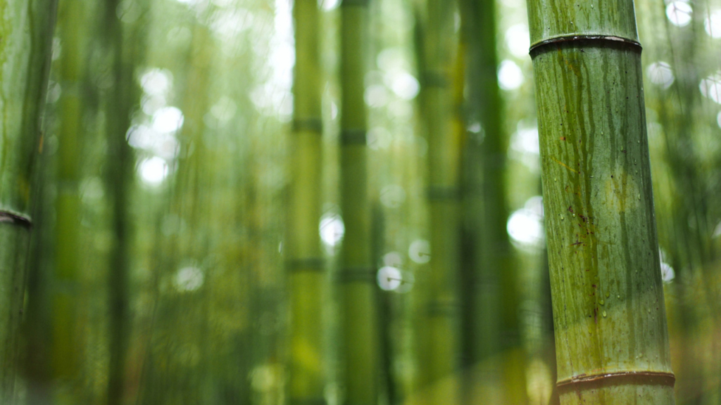 O Bambu